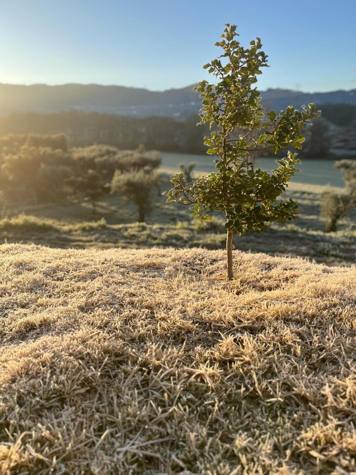 Quinta Dos Cedros L Turismo Rural كوفيلهَ المظهر الخارجي الصورة