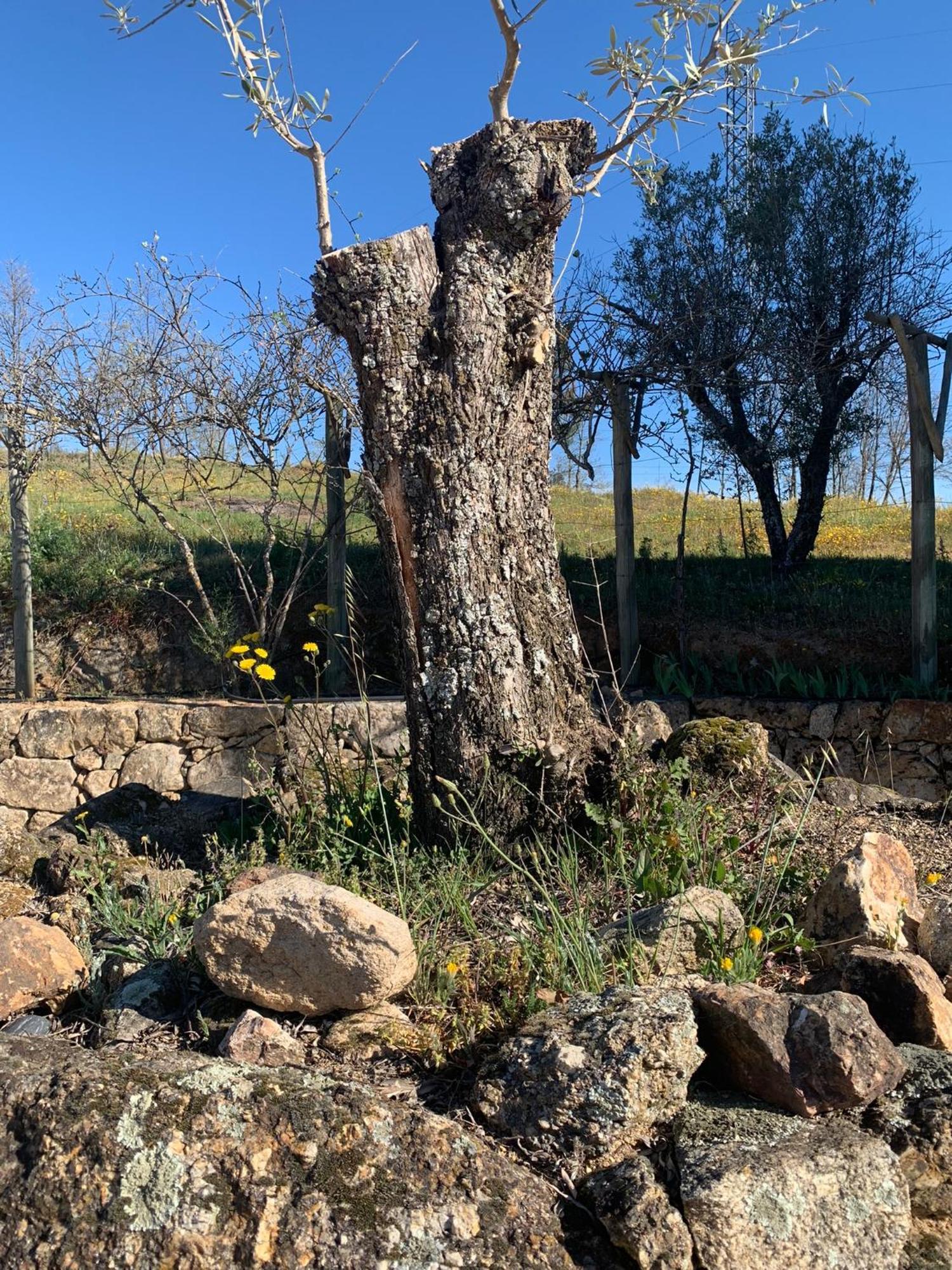 Quinta Dos Cedros L Turismo Rural كوفيلهَ المظهر الخارجي الصورة